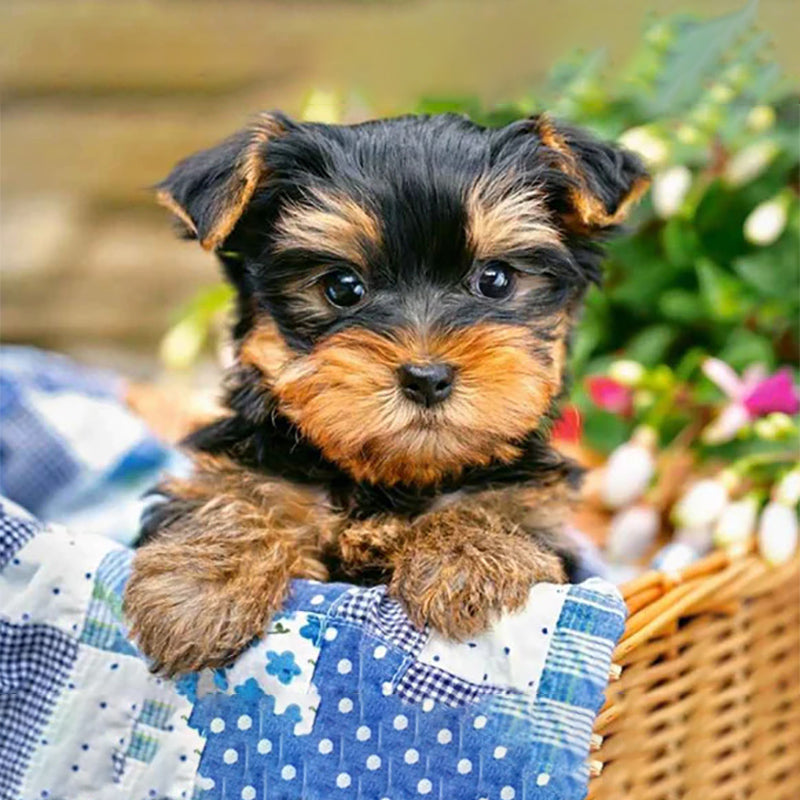 Chien dans un panier | Diamond Painting