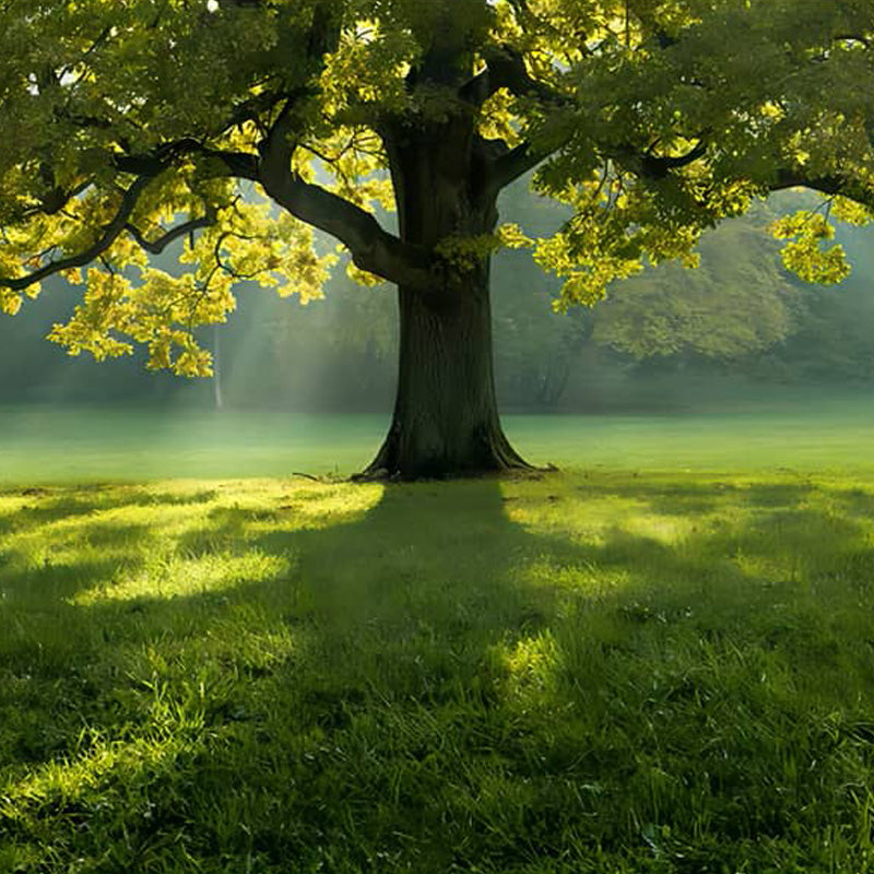 Le grand arbre en été | Diamond Painting