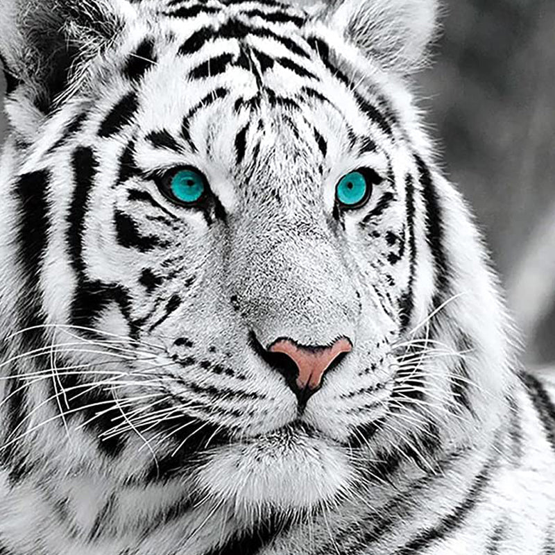 Tigre blanc | Diamond Painting